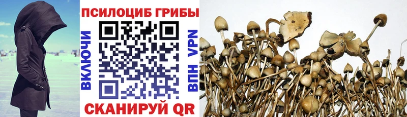 Псилоцибиновые грибы Psilocybine cubensis  Красногорск 